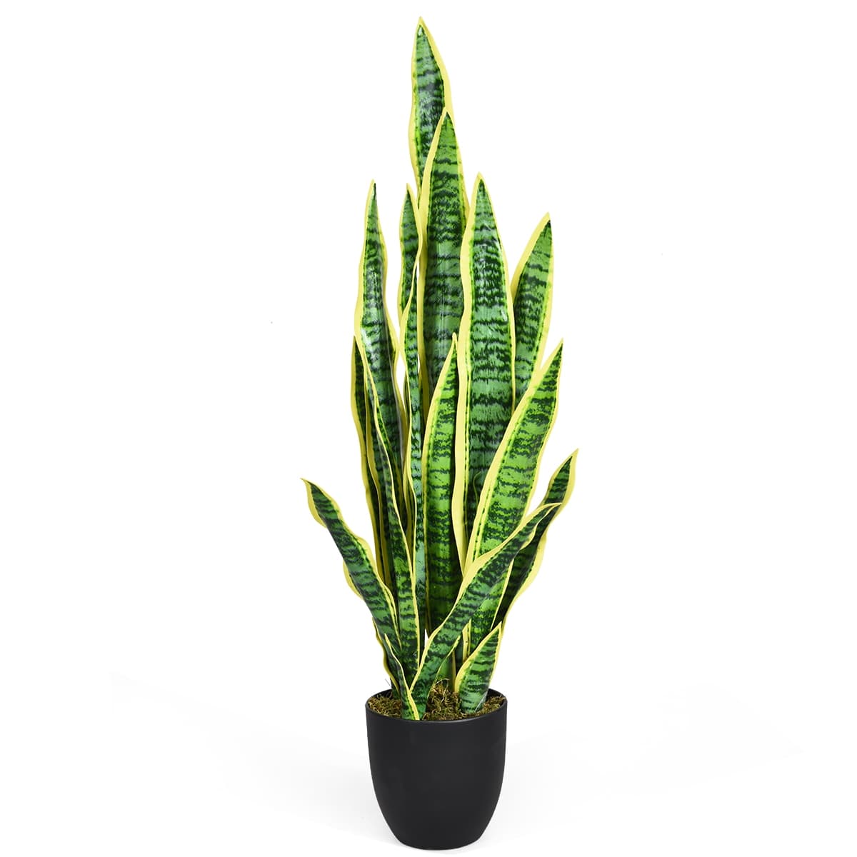 Sansevieria