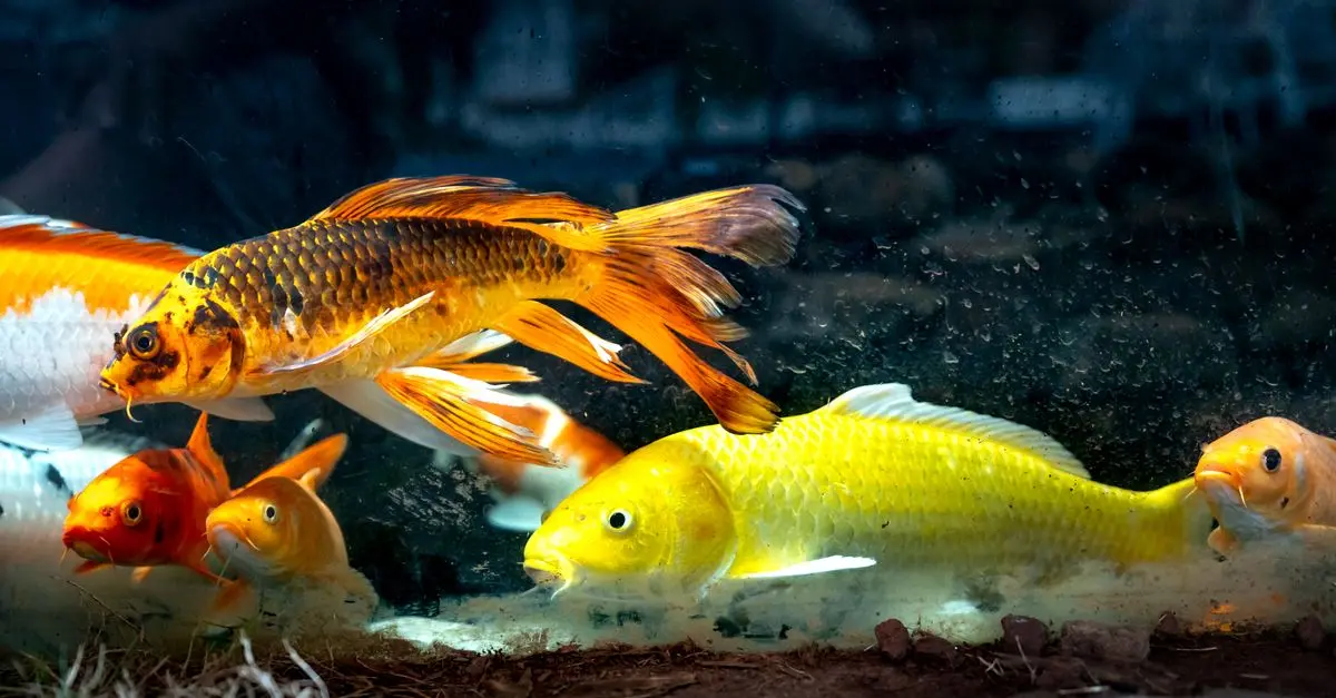 Top Fish Care Practices for Aquatic Enthusiasts