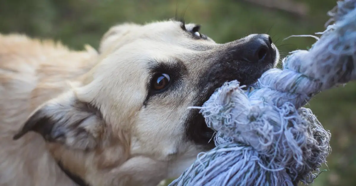 Engaging Pet Enrichment Activities Buying Guide