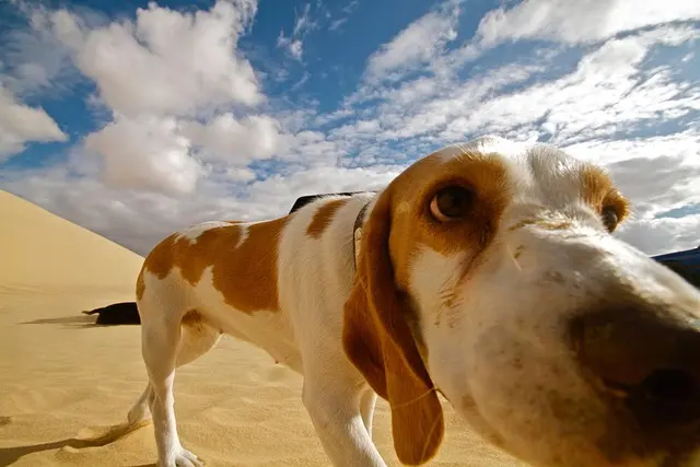 Essential Tips for Traveling with Pets