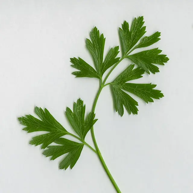 Ricette Vegetariane Autunno: Guida Completa