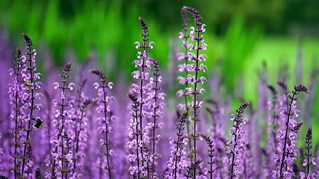 Erreurs à éviter en jardinage bio : Guide d'achat