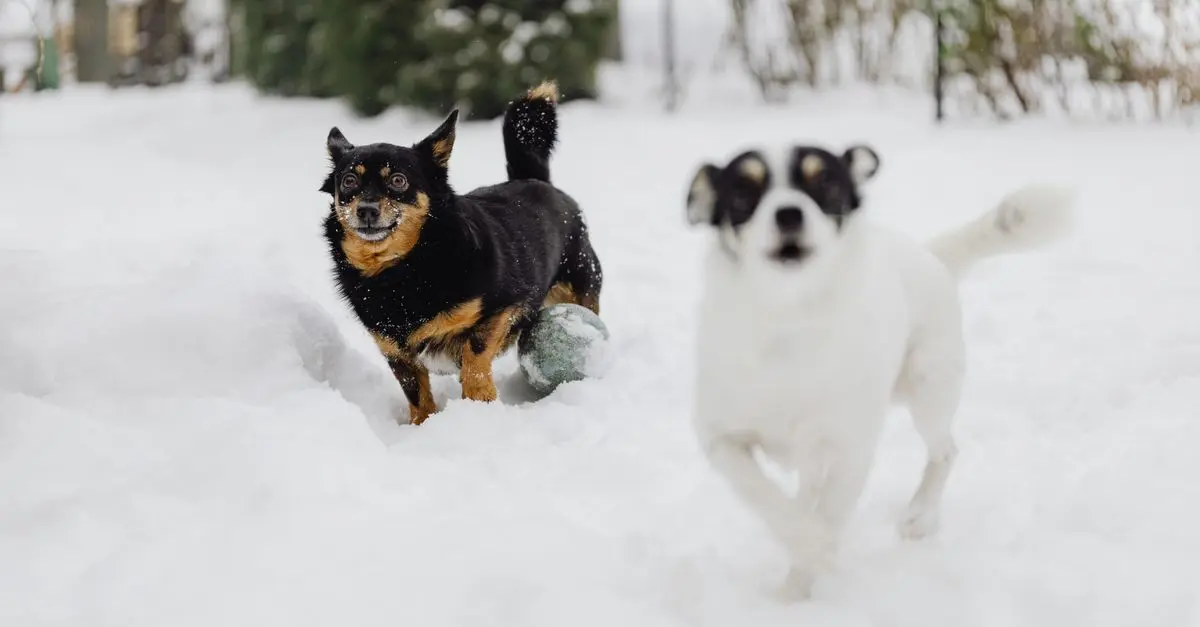Essential Winter Pet Care Tips