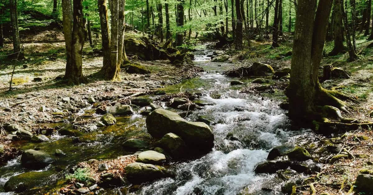 Guide de Survie Écologique en Pleine Nature