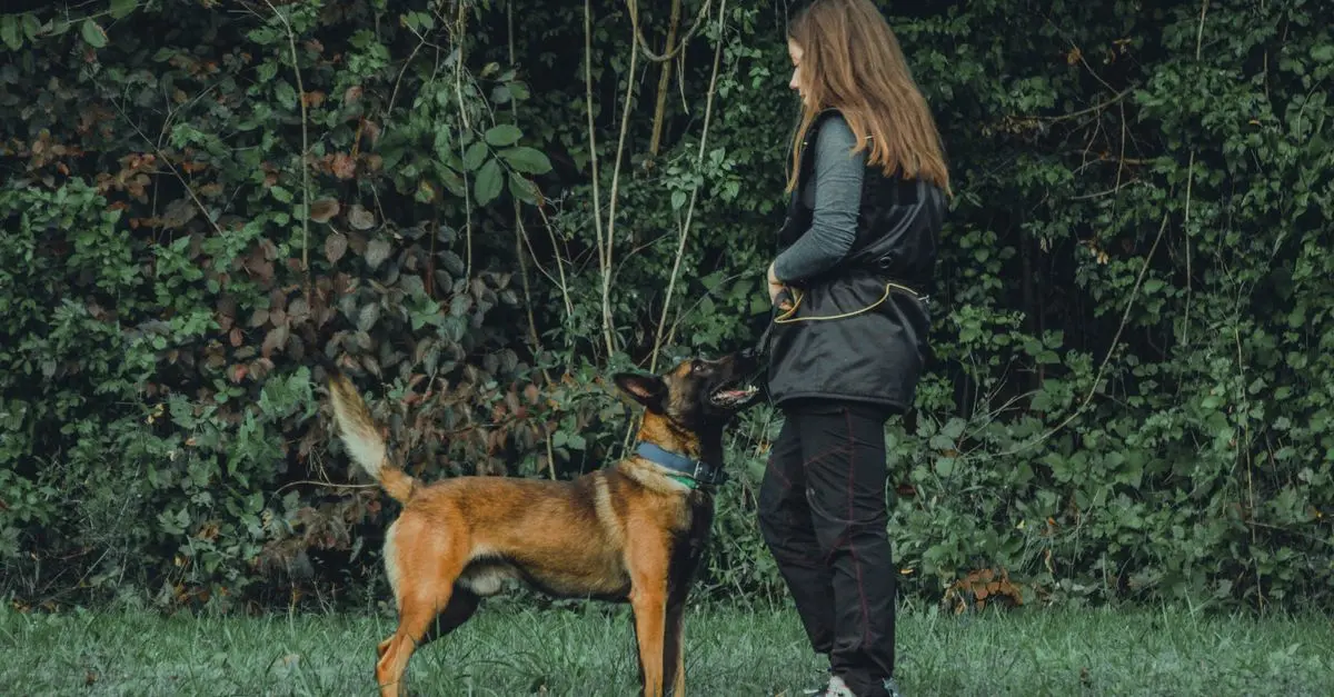 Przewodnik po szkoleniu psów - Kluczowe komendy