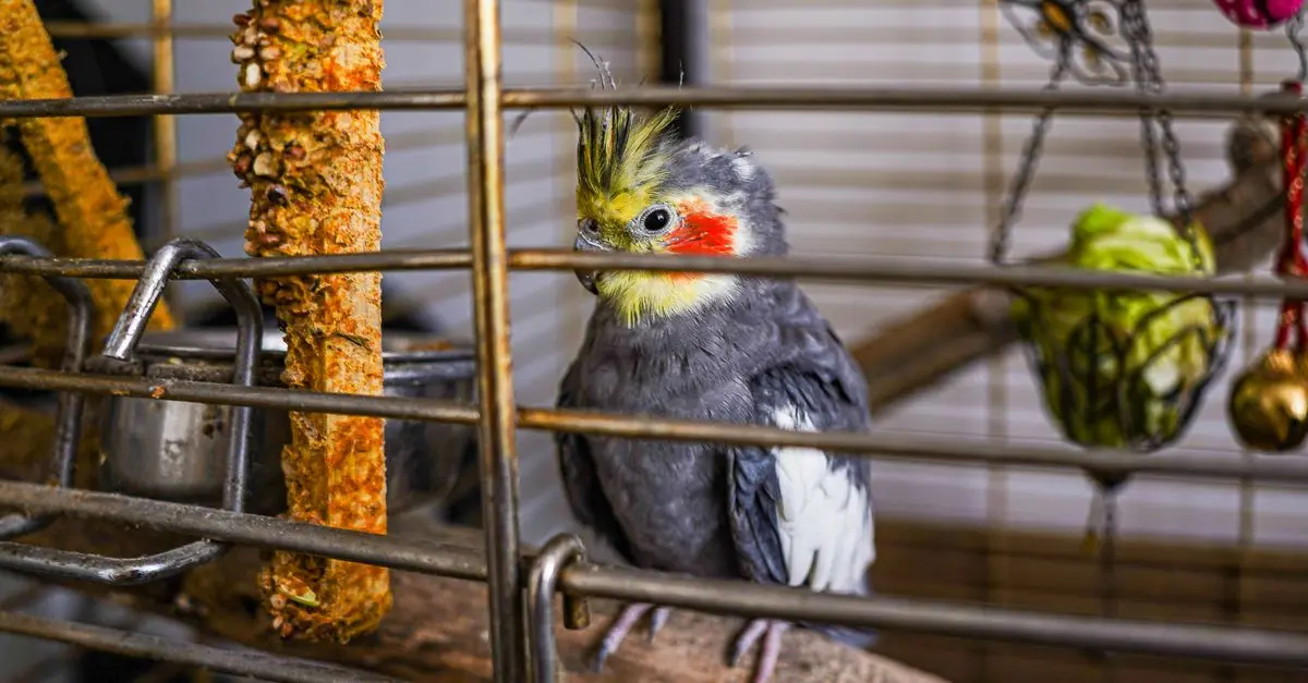 Bird Care Essentials: A Complete Guide for Beginners