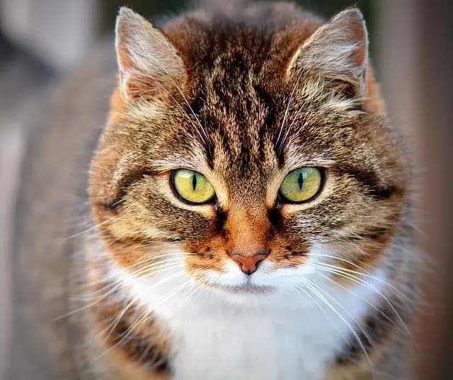 Best Flea and Tick Prevention for Dogs