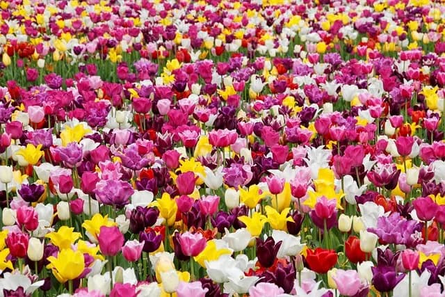 Guide d'achat équipement de jardinage complet