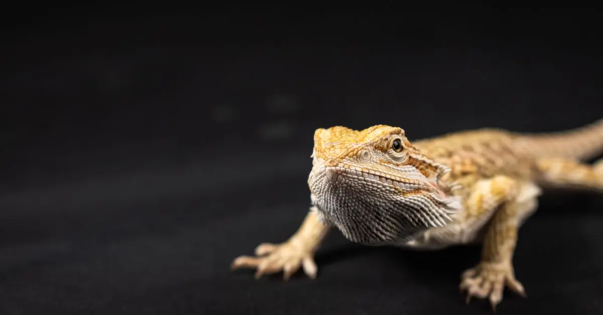 The Comprehensive Reptile Care Guide