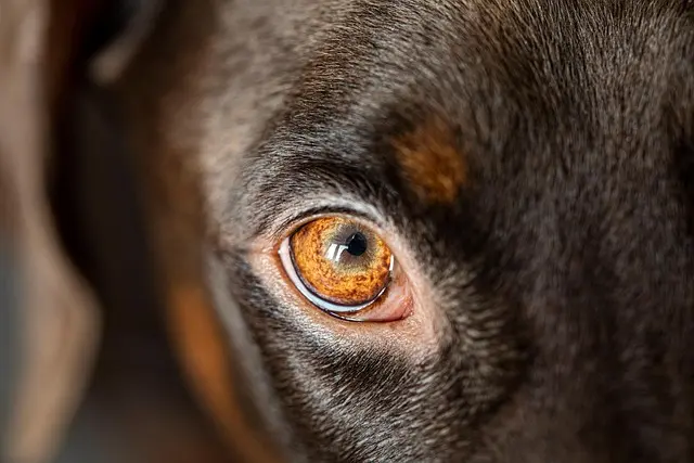 Best Pet Cameras for Monitoring Pets