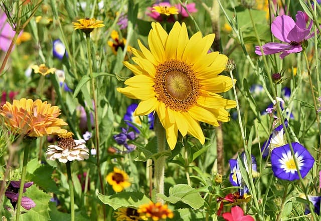 Meilleures Réductions sur les Produits de Jardinage