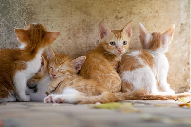 Guide d'achat : meilleur kit de clés à douille